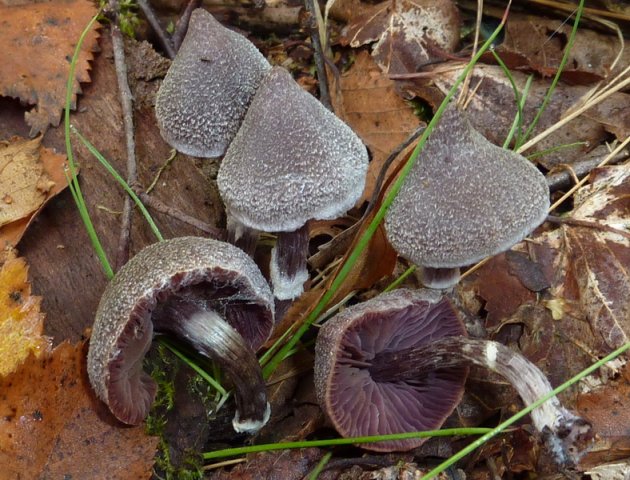 Cortinarius flexipes, Pelargonien-Gürtelfuß